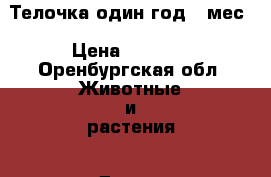 Телочка один год, 2мес › Цена ­ 1 000 - Оренбургская обл. Животные и растения » Другие животные   